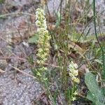 Sesamoides purpurascens 花