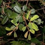 Ormosia velutina Leaf