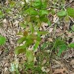 Vaccinium arboreum Leaf