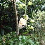 Barringtonia racemosa 花