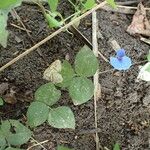 Vigna unguiculata Leaf