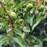 Diospyros virginiana Φρούτο