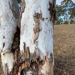 Eucalyptus tereticornis چھال