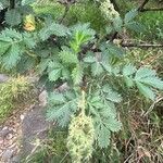 Leucosidea sericea Yaprak