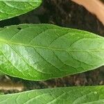 Solanum muricatum Folha