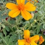 Tagetes tenuifolia 花