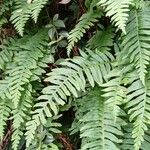 Polypodium vulgare Habitus