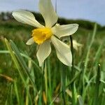 Narcissus × incomparabilis Lorea