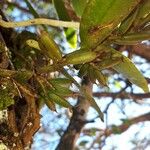 Campylocentrum neglectum Meyve