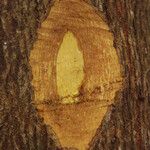 Terminalia ivorensis Kabuk