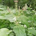 Stachys sylvaticaFlower