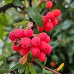 Berberis aggregata Fruit