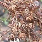 Thalictrum flavum Fruit