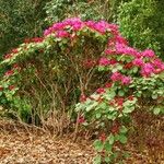 Rhododendron orbiculare Habitus