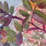 Rosa virginiana Blatt