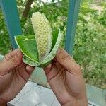 Calotropis procera फल