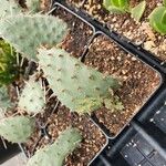 Opuntia macrorhiza Levél