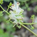 Fumaria parviflora Blomst