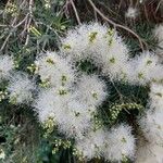 Melaleuca linariifolia Blomst