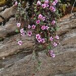 Saxifraga oppositifolia Hábito