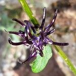 Phyteuma ovatum Květ