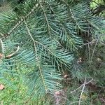 Abies concolor Hoja