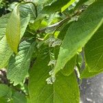 Pterostyrax hispidus Folla