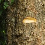 Cussonia brieyi Casca
