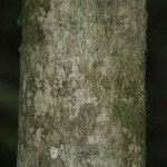 Matisia ochrocalyx Kabuk