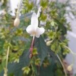 Clerodendrum indicum 花