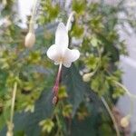 Clerodendrum indicum Fleur