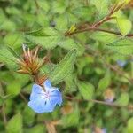 Ceratostigma willmottianumFlower