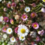 Erigeron karvinskianusLorea