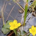 Caltha palustrisFleur