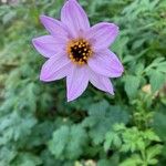 Dahlia merckii Blodyn