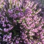 Erica erigena Blüte