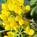 Coronilla glaucaKukka