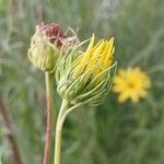 Helianthus salicifolius പുഷ്പം