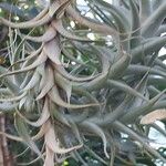 Tillandsia albida Leaf