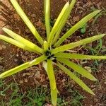 Bromelia karatas পাতা