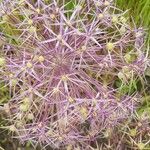 Allium cristophii Квітка