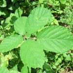 Rubus andegavensis Blad