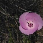 Calochortus splendens Květ