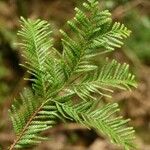 Dacrycarpus vieillardii Φύλλο