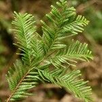 Dacrycarpus vieillardii Hoja