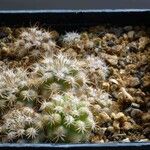 Parodia aureicentra Otro