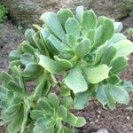 Aeonium castello-paivae Habitatea