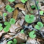 Dichondra carolinensis Feuille