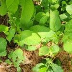 Circaea canadensis Habitus