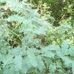 Prosopis juliflora Leaf